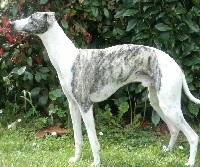 CHIOT